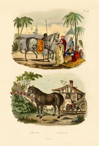 Cheval arabe, 1833-39 - French School